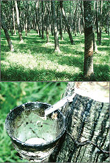 Natural Rubber Tree - Hevea Brasiliensi